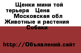 Щенки мини той терьера › Цена ­ 15 000 - Московская обл. Животные и растения » Собаки   